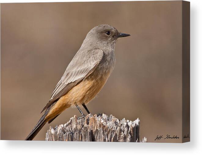 Animal Canvas Print featuring the photograph Say's Phoebe on a Fence Post by Jeff Goulden