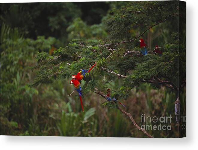 Outdoors Canvas Print featuring the photograph Scarlet Macaw And Green Winged Macaws by Art Wolfe