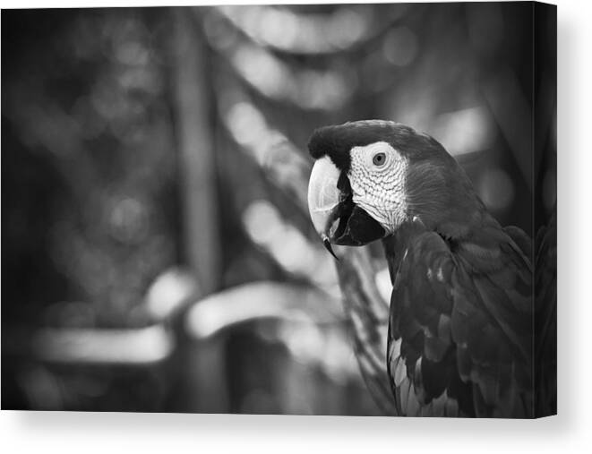 Scarlet Canvas Print featuring the photograph Scarlet Macaw At Sunset Black And White by Bradley R Youngberg