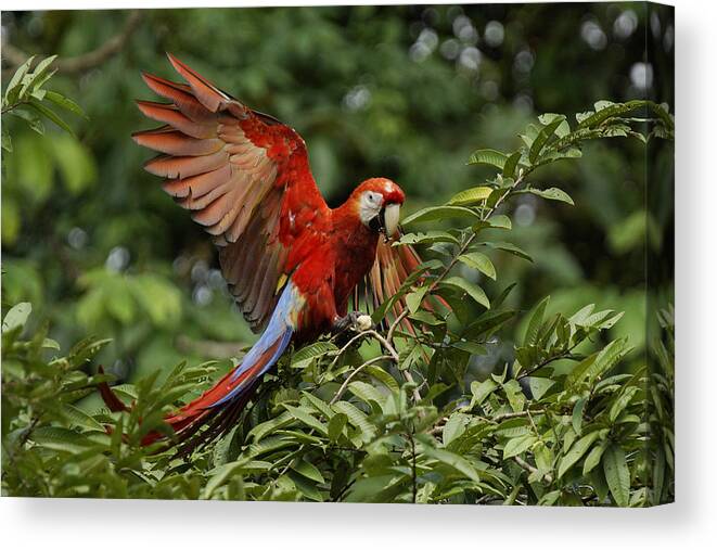 Feb0514 Canvas Print featuring the photograph Scarlet Macaw Costa Rica by Hiroya Minakuchi