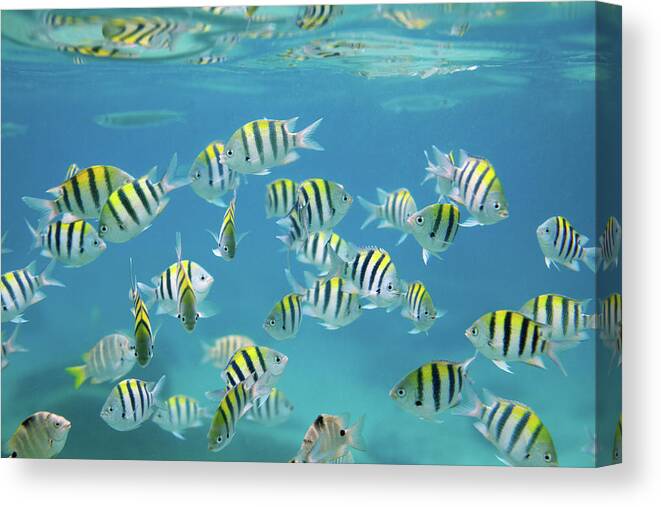 Underwater Canvas Print featuring the photograph School Of Fish by Danilovi