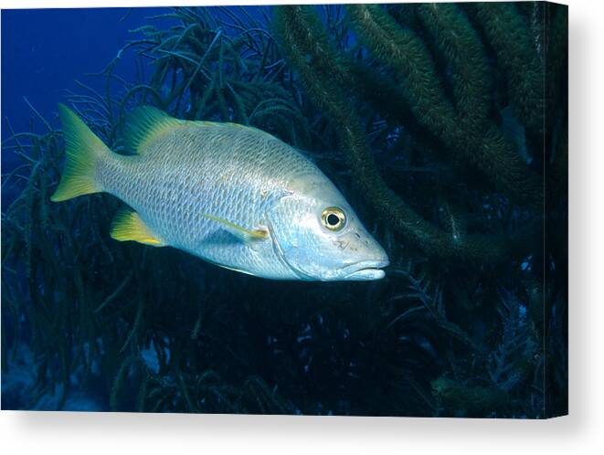 Actinopterygii Canvas Print featuring the photograph Schoolmaster Snapper by Charles Angelo