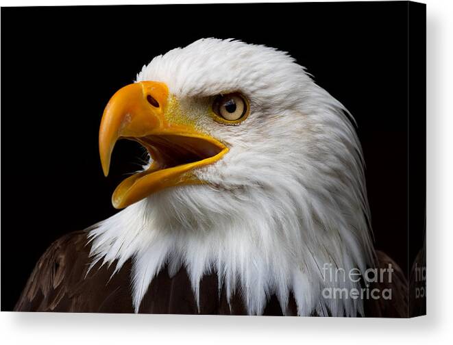 Portrait Canvas Print featuring the photograph Screaming Bald Eagle by Nick Biemans