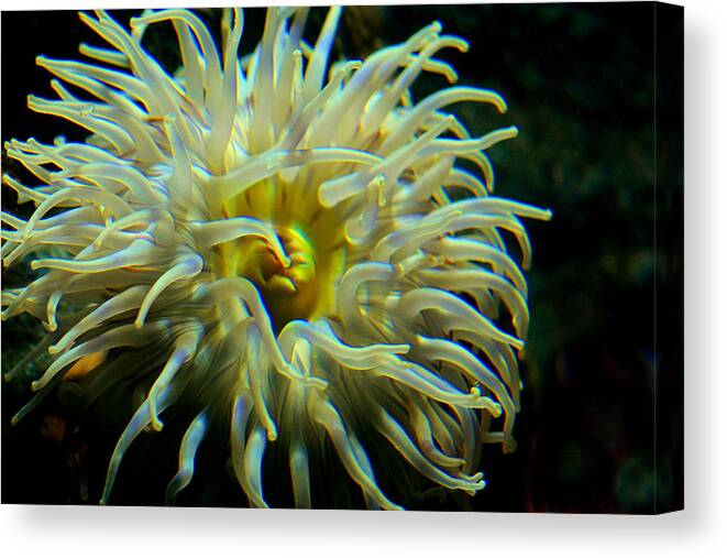 Sea Anemone Canvas Print featuring the photograph Sea Anemone by Mike Flynn