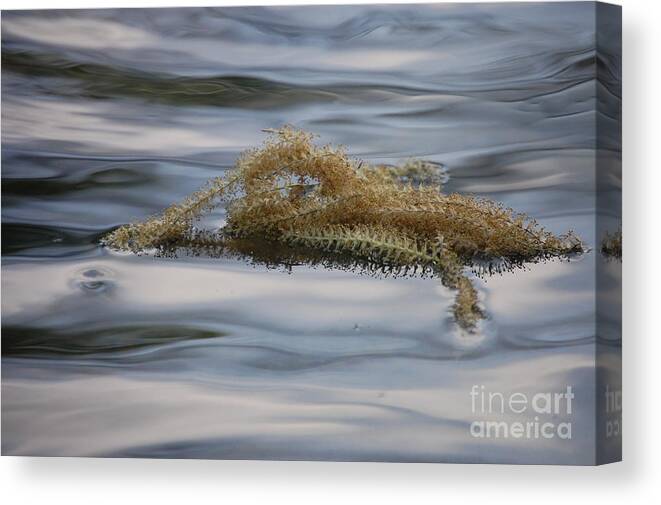 Lake Canvas Print featuring the photograph Sea Creatures by Andrea Aycock
