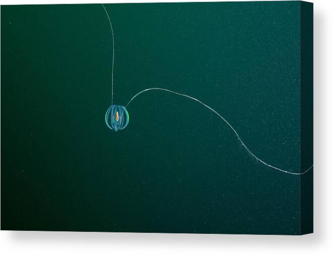 Animal Canvas Print featuring the photograph Sea Gooseberry by Andrew J. Martinez