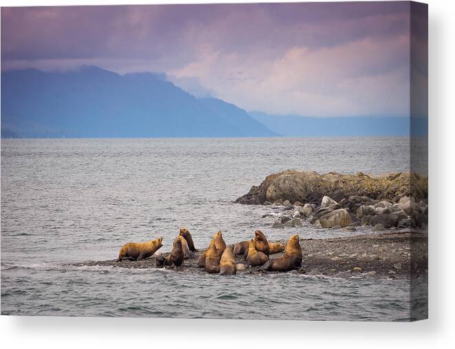 Sea Lions Canvas Print featuring the photograph Sea Lion Bulls by Janis Knight