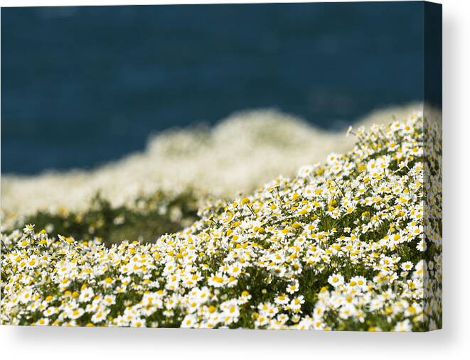 Asteraceae Canvas Print featuring the photograph Sea Mayweed and the Sea by Anne Gilbert