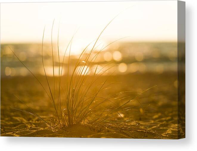Michigan Canvas Print featuring the photograph Sea Oats Sunset by Sebastian Musial