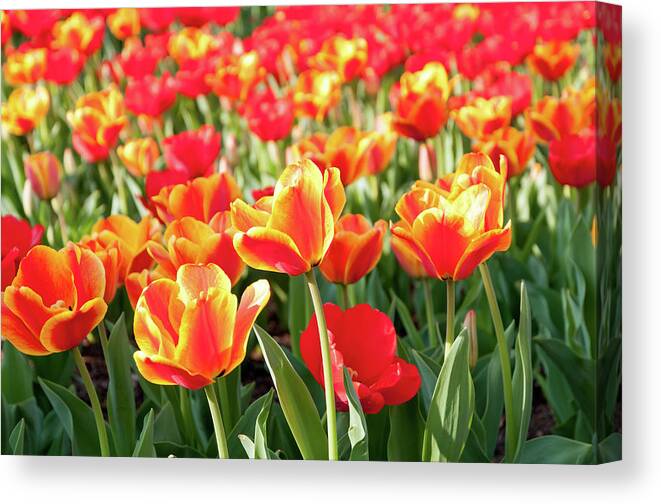 Orange Color Canvas Print featuring the photograph Sea Of Red And Orange Tulips - Full by Travelif