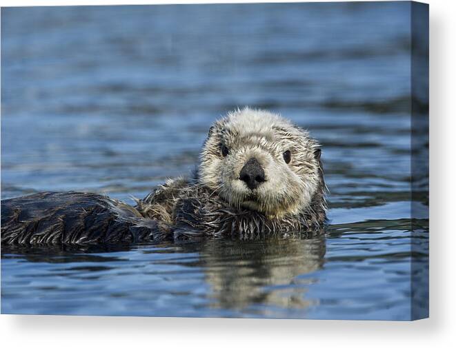 Michael Quinton Canvas Print featuring the photograph Sea Otter Alaska by Michael Quinton