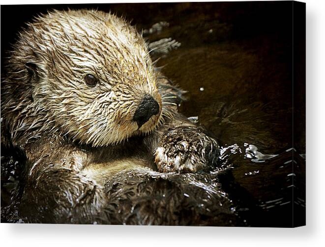 Sea Canvas Print featuring the photograph Sea Otter by Maria Angelica Maira