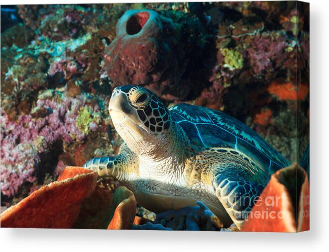 Turtle Canvas Print featuring the photograph Sea turtle by MotHaiBaPhoto Prints