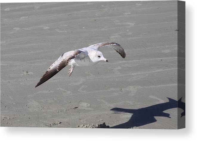 Seagull Canvas Print featuring the pyrography Seagull by Chris Thomas
