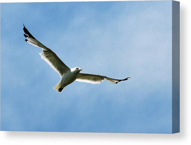 Seagull Canvas Print featuring the photograph Seagull by Dragan Kudjerski