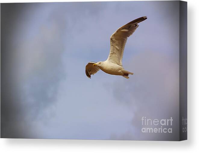 Tenby Canvas Print featuring the photograph Seagull in Flight by Jeremy Hayden