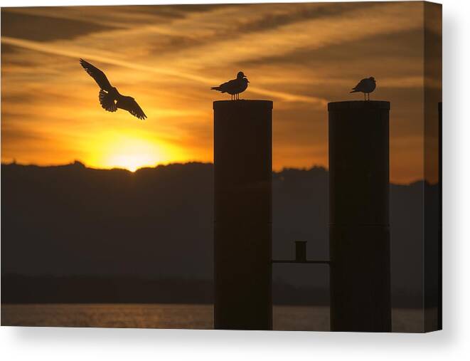 Seagull Canvas Print featuring the photograph Seagull in the Sunset by Chevy Fleet