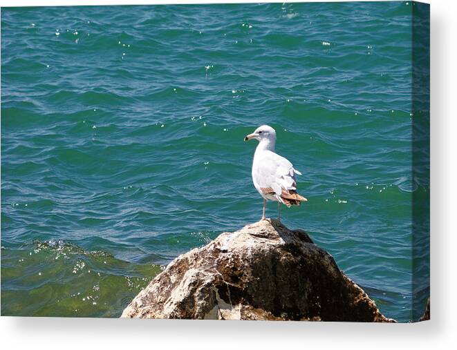 Michigan Canvas Print featuring the photograph Seagull on Rock by Lars Lentz