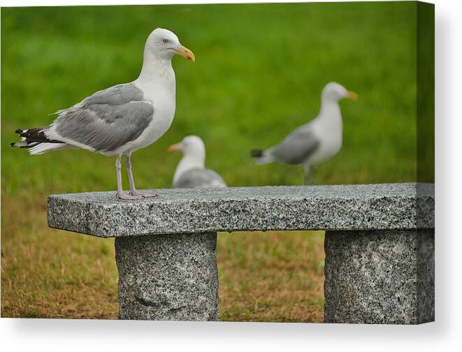 Maine Canvas Print featuring the photograph Seagull on Stone Bench by Mitchell R Grosky