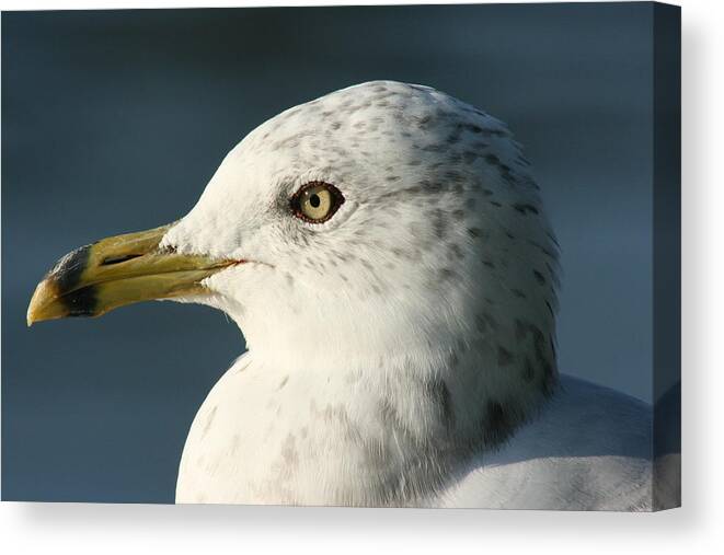 Seagull Canvas Print featuring the photograph Seagull by Paula Brown