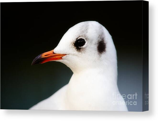 Closeup Canvas Print featuring the photograph Seagull portrait by Nick Biemans