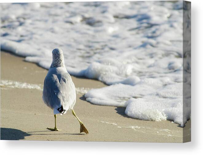 Water's Edge Canvas Print featuring the photograph Seagull Shuffle by Melissa Fague
