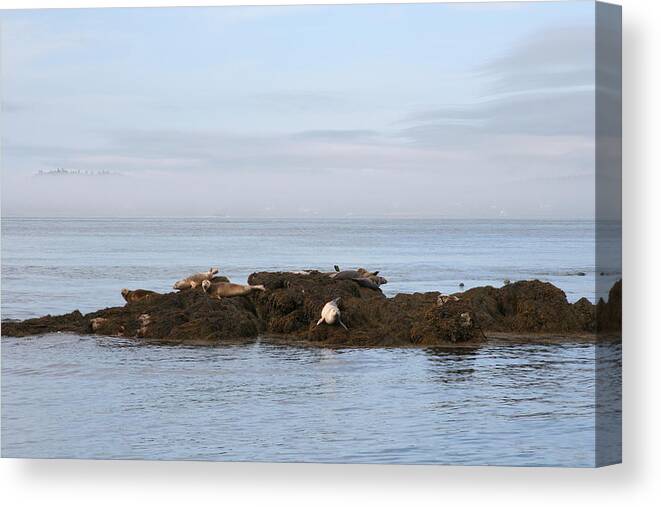 Seals Canvas Print featuring the photograph Seals on Island by Dr Carolyn Reinhart