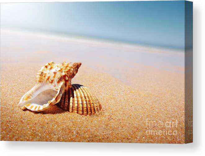 Abstract Canvas Print featuring the photograph Seashell and Conch by Carlos Caetano