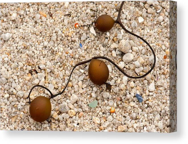 Seaweed Canvas Print featuring the photograph Seaweed and Sand - Jewels of the Ocean by Artist and Photographer Laura Wrede