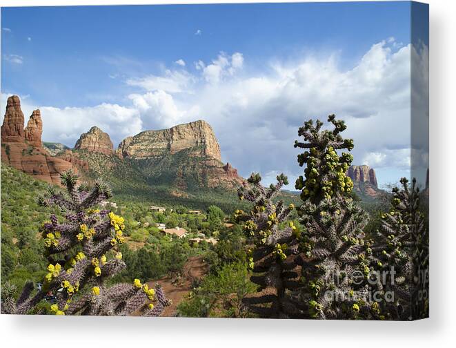 Sedona Canvas Print featuring the photograph Sedona Cactus in Bloom by Maria Janicki