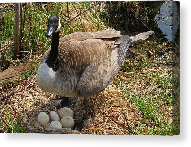 Goose Canvas Print featuring the photograph See my Eggs by Elizabeth Winter