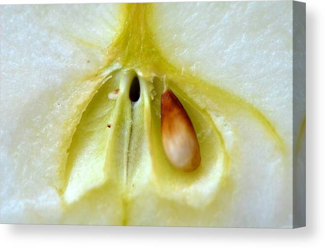 Apple Canvas Print featuring the photograph Seed by Catherine Murton