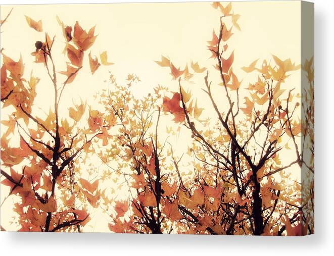 Fall Leaves Canvas Print featuring the photograph September Song by Amy Tyler