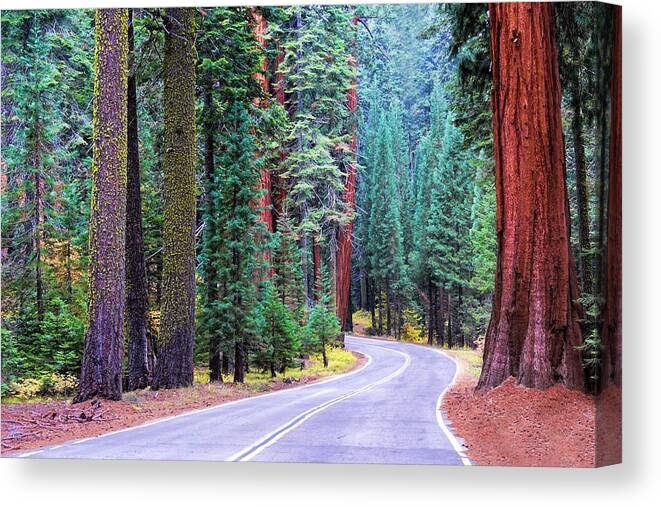Fiorest Canvas Print featuring the photograph Sequoia Hwy by Beth Sargent