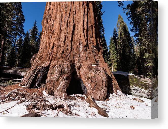 Sequoia Canvas Print featuring the photograph Sequoia National Park by Carol M Highsmith