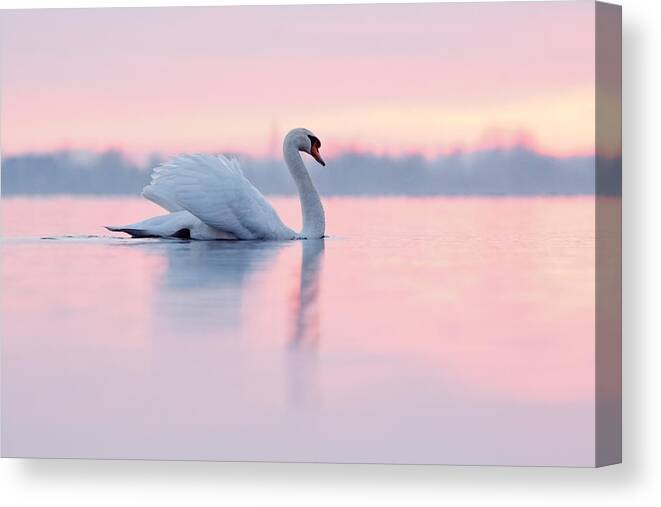 Mute Swan Canvas Print featuring the photograph Serenity  Mute Swan at Sunset by Roeselien Raimond