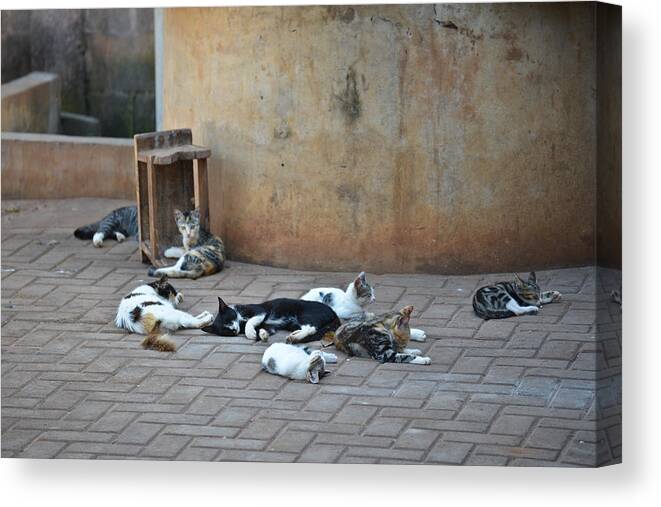 Accra Canvas Print featuring the photograph Eight Cats in the Drum Maker's Yard by Ronda Broatch
