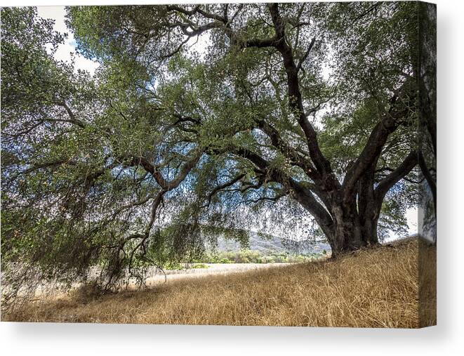 Daley Ranch Canvas Print featuring the photograph Shade Tree by Dave Hall