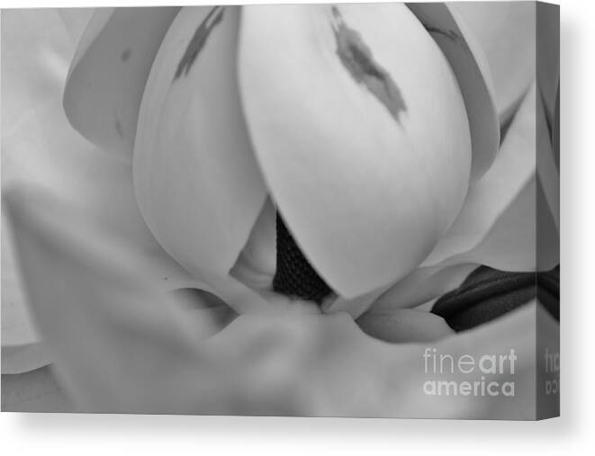 Kerisart Canvas Print featuring the photograph Shades of Grey Magnolia's by Keri West