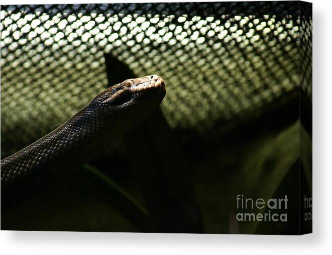 Snake Canvas Print featuring the photograph Shadow Snake - 1 by Linda Shafer