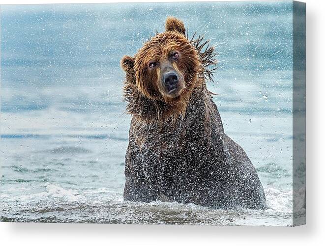 Brown Bear Canvas Print featuring the photograph Shaking - Kamchatka, Russia by Giuseppe D\\\'amico