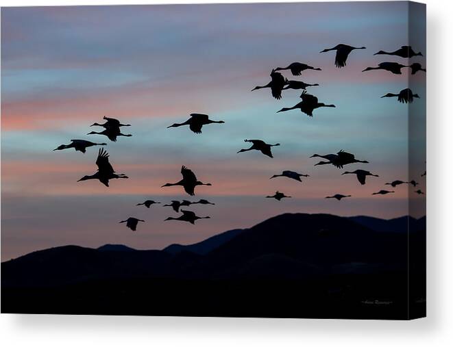Sandhill Canvas Print featuring the photograph Sandhill Cranes Landing at Sunset 2 by Avian Resources