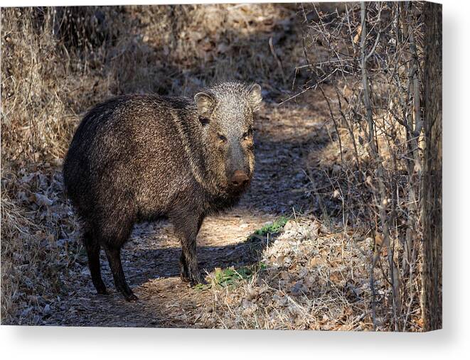 Javelinas Canvas Print featuring the photograph Sharing the Trail by Kathleen Bishop