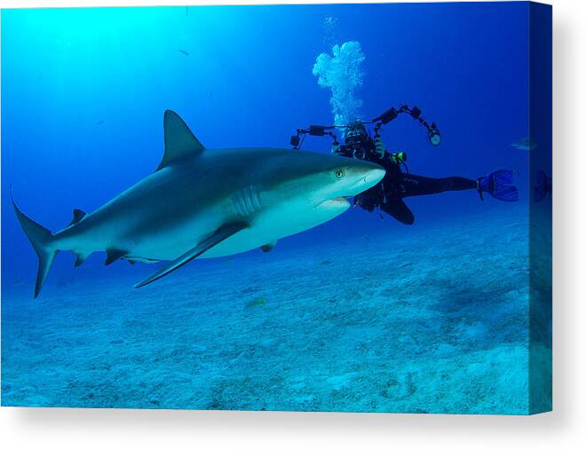 Caribbean Reef Shark Canvas Print featuring the photograph Shark Girl by Aaron Whittemore