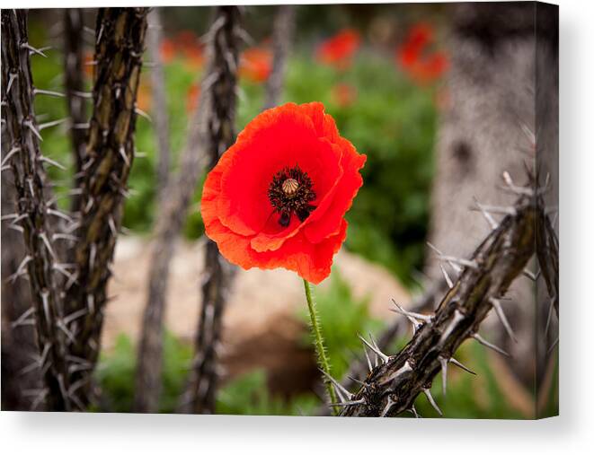 Fredericksburg Canvas Print featuring the photograph Sharp and Soft by Melinda Ledsome