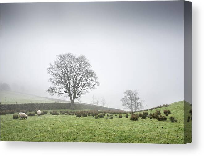 Tranquility Canvas Print featuring the photograph Sheep Grazing On A Misty Morning by Photos By R A Kearton