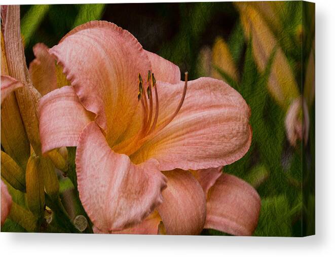 Daylilies Canvas Print featuring the photograph Sheer Opulence by Theo O'Connor