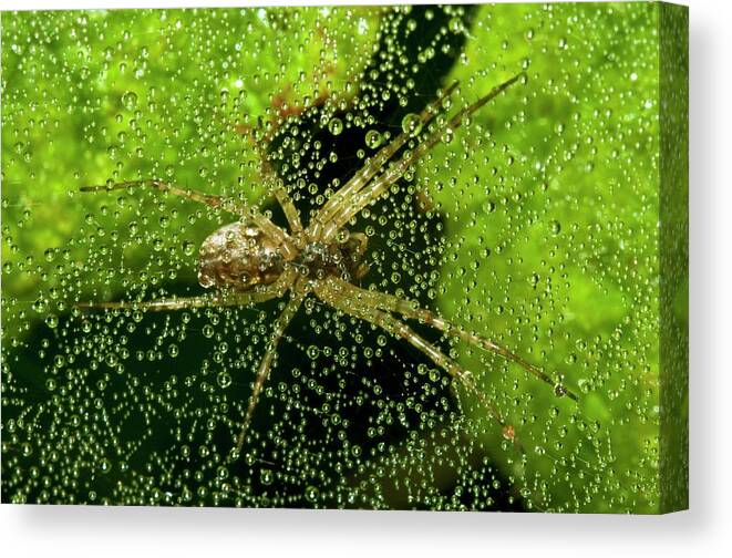 Animal Canvas Print featuring the photograph Sheetweb Spider On Dew-covered Web by Dr. John Brackenbury/science Photo Library