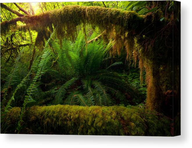 Shelter Canvas Print featuring the photograph Sheltered Fern by Andrew Kumler