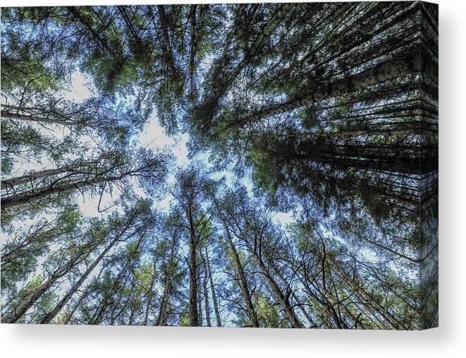 Scotland Canvas Print featuring the photograph Sherwood Forest by Terry Cosgrave